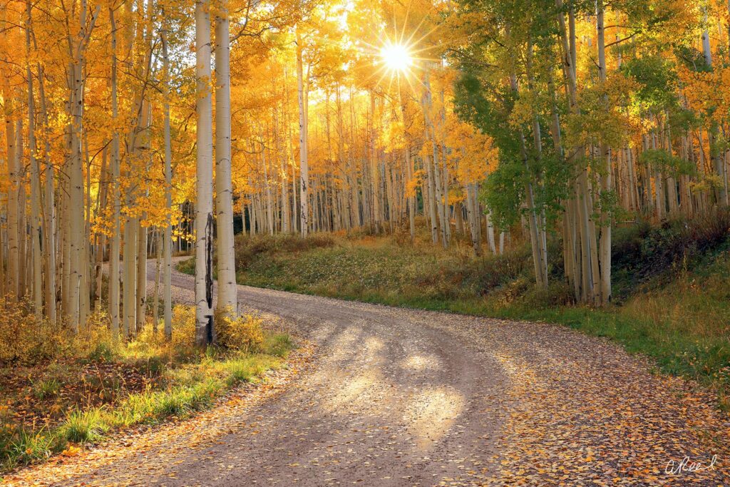 aspen road autumn telluride photography